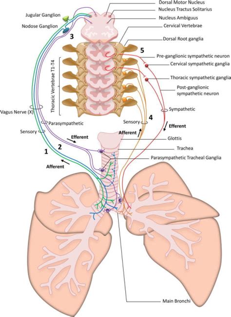 Schematic representation of airway innervation. The air | Open-i