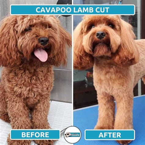 Cavapoo Haircuts: Before & After Grooming Style Photos! Grooming Style ...