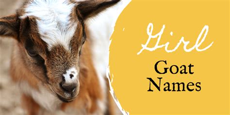 350+ Pet Goat Names (From Angus to Waffles) - PetHelpful