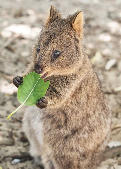 Cute Baby Quokka