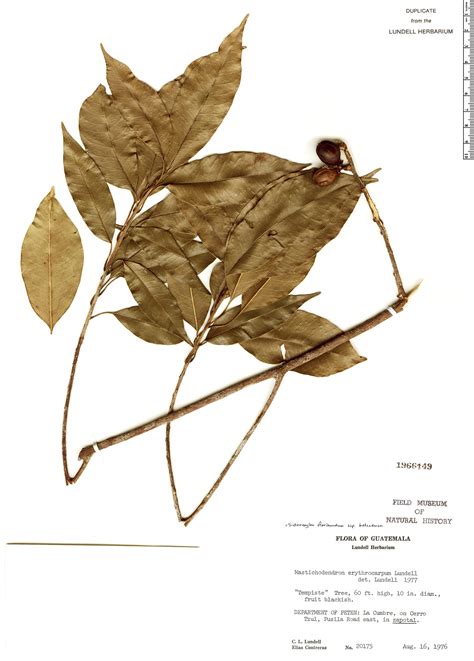 Sideroxylon floribundum | Rapid Reference | The Field Museum