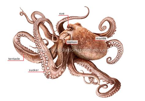 Octopus - Reproductive Systems of Phyla