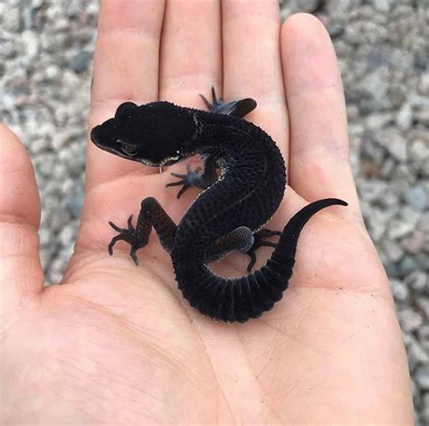 Black gecko : r/RealLifeShinies