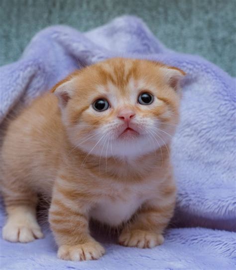 munchkin cat breeders canada Archives - Exotic MunchKin Kittens