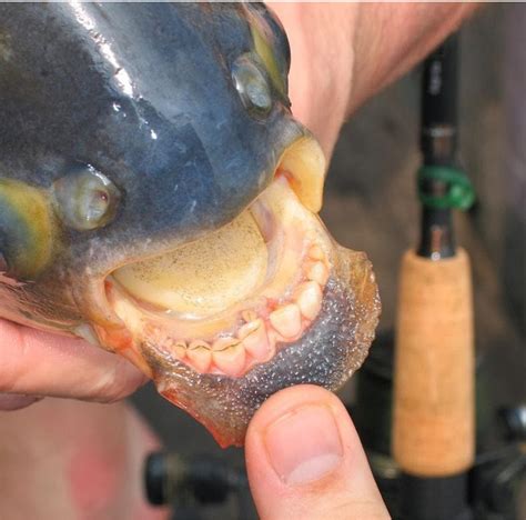 the Pacu fish is also related to the terrifying piranha family. They ...