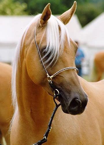 Palomino Horses - Stable Express