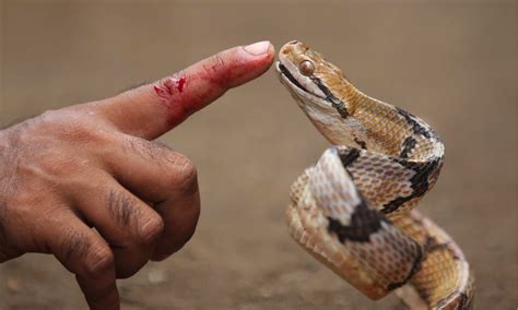 Russell's Viper Bite: Why it has Enough Venom to Kill 22 Humans & How ...