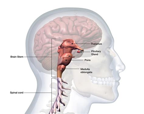 Brainstem: Anatomy, Function, and Treatment