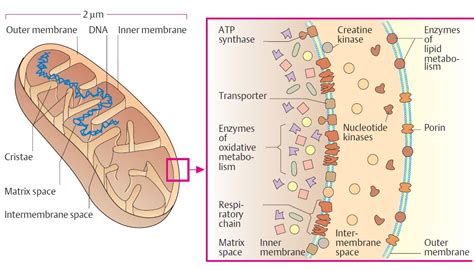 Mitochondria - Structure And Functions | A-Level Biology Revision Notes