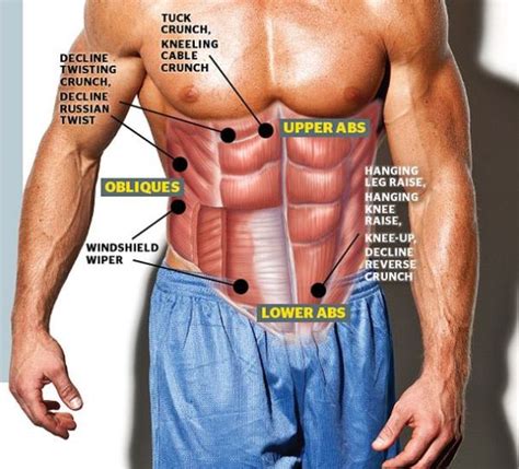 Meet Your Muscles: Abdominal Muscles Anatomy • Bodybuilding Wizard