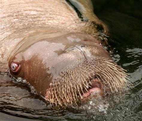 Manatee eyes- Port Defiance Zoo | BnGphotos | Flickr