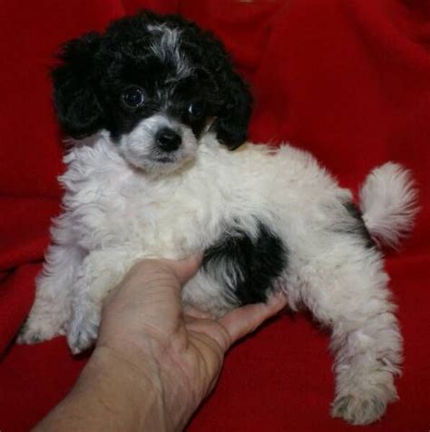 Micro Teacup Poodle Puppies | Toy poodles for sale, Poodle puppy ...