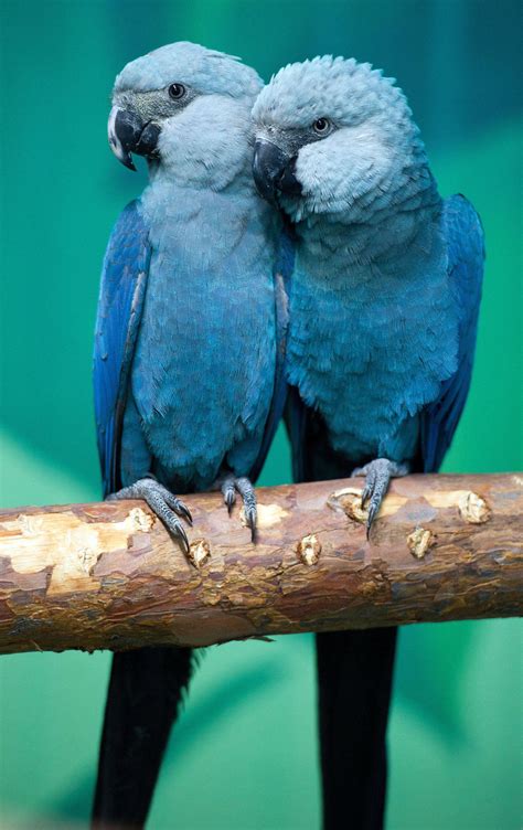 Blue macaw parrot that inspired "Rio" is now officially extinct in the ...