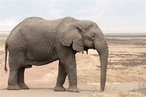 Elephant, African bush elephant, African elephant