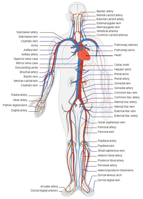 The Circulatory System: Its 4 Main Parts and How They Work - Owlcation