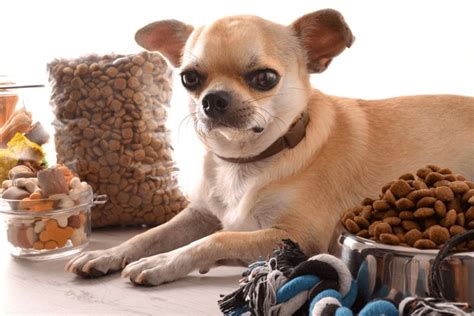 4+ Thousand Chihuahua Dog Food Royalty-Free Images, Stock Photos ...