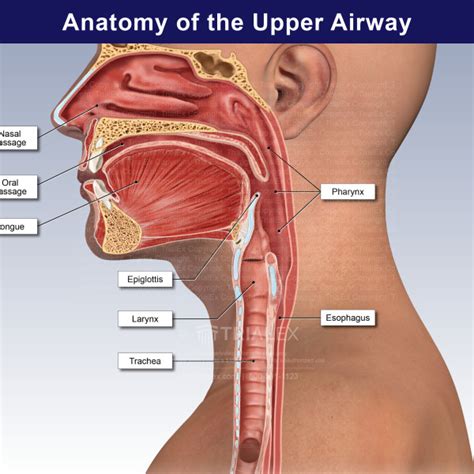 Upper Airway Anatomy