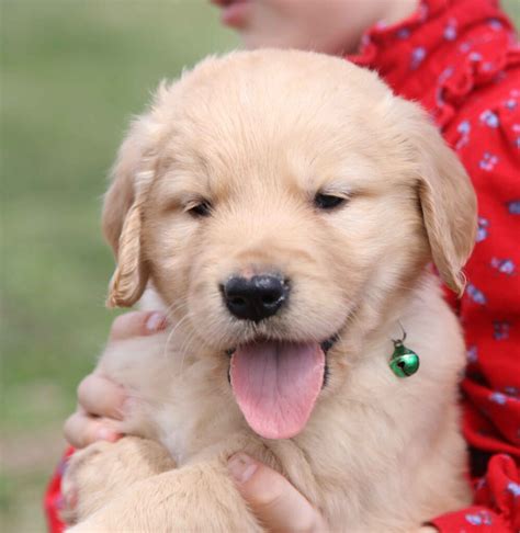 Reserve your golden retriever puppy from Windy Knoll Golden Retriever ...