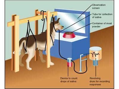 Pavlov's dogs experiment.