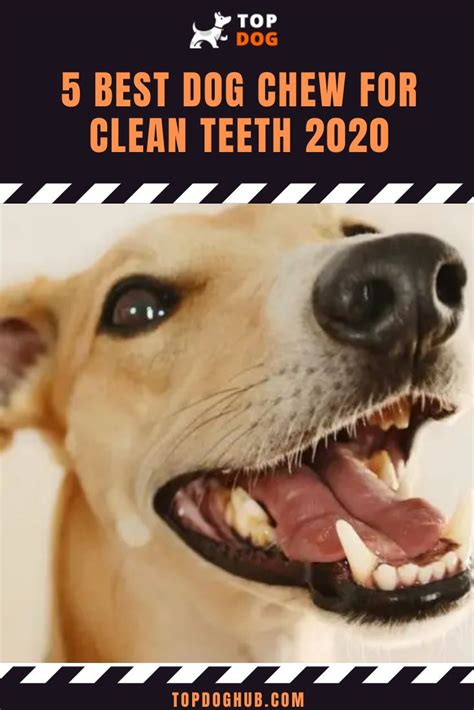 Best Dog Teeth Cleaning Chews | Dog teeth cleaning treats, Dog teeth ...