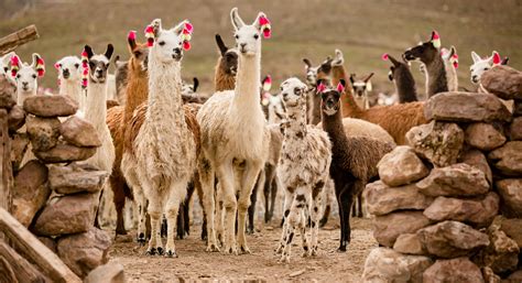 50 Beautiful Llama Facts You Don't Want To Miss - Facts.net