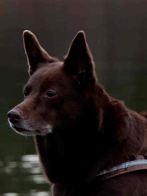 Australian Kelpie - Training Course on Australian Kelpie