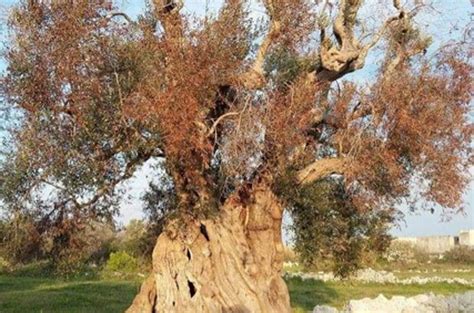 Academy Seminar on Xylella fastidiosa Disease in Olive Trees | PALAST