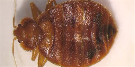 Cuddle Bugs Vs. Bed Bugs - Pest Control - Croach® Pest Control