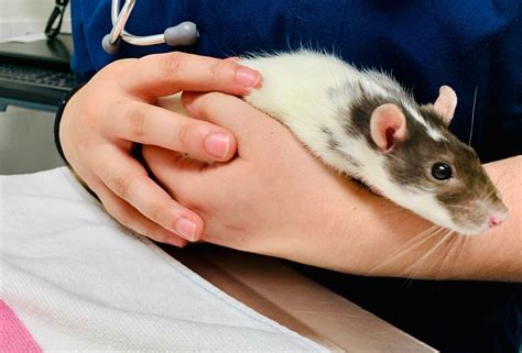 Five Things to Know About Rats | Tufts Now