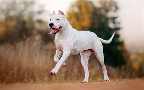 Dogo Argentino | Dog Breed, Description, Temperament, & Facts | Britannica