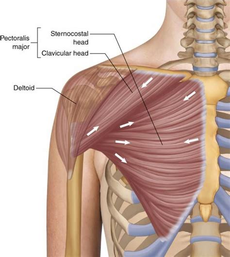 Adduct, Extend, and Rotate for Better Pecs | Pectoralis major, Human ...