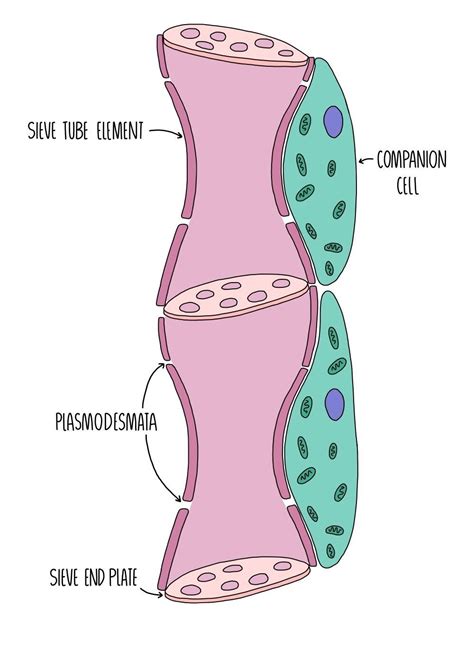 Transport in Plants AQA — the science sauce