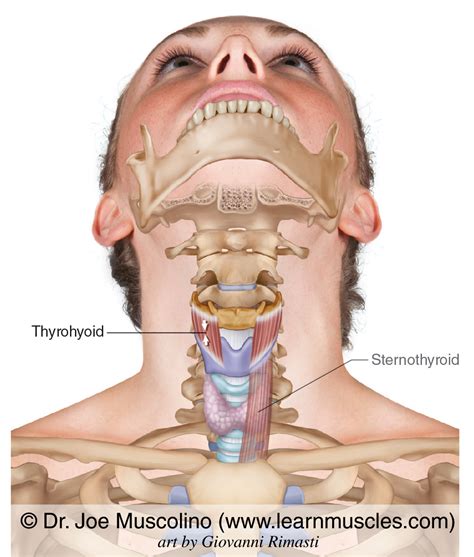 Thyrohyoid Cadaver