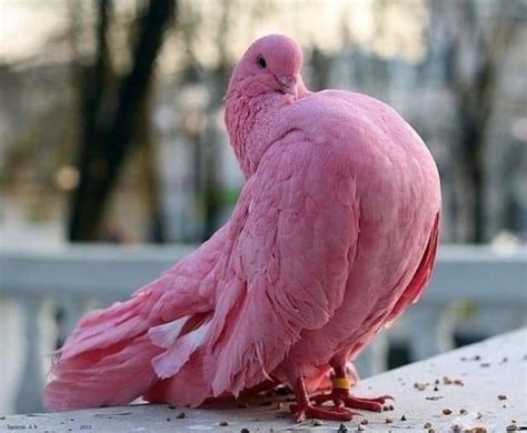 The pink pigeon, only inhabits the southern part of the island of ...