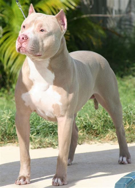 Pitbull Species