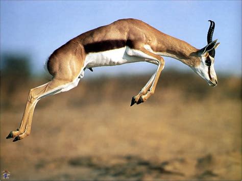 Dream Meaning of Gazelle - Dream Interpretation