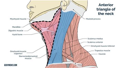 Anterior & Posterior Triangles of the Neck | Geeky Medics