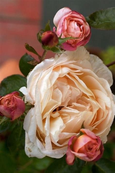 Heirloom Roses - Heirloom gardening | Heirloom roses, Beautiful flowers ...