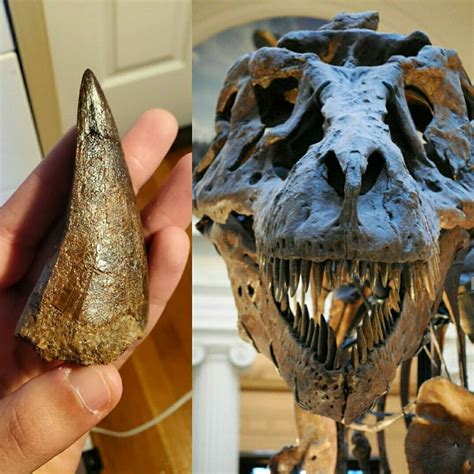 Is this Real T.Rex tooth? - Is It Real? How to Recognize Fossil ...