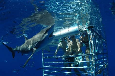 Shark Cage Tour with Hawaii Shark Encounters on North Shore, Oahu ...