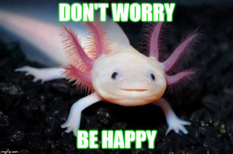 Don't Worry Be Happy - Imgflip