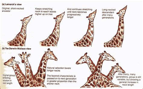 Lamarck vs. Darwin Theories of species development | Darwin's theory of ...