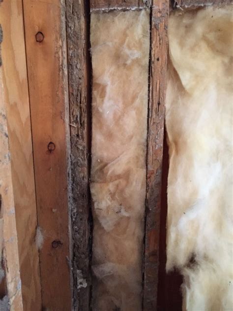 Termite damage inside of wall | Termite damage, Termites, Painting