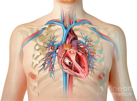 Human Chest Anatomy Photograph by Leonello Calvetti/science Photo ...