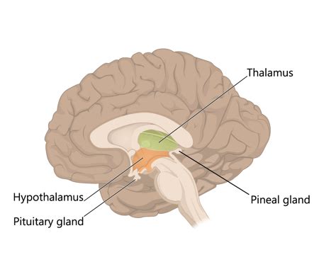 The thalamus and hypothalamus comprise the _____. | Homework.Study.com