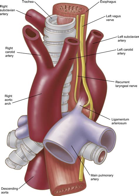 Anatomy of the Thoracic Aorta and of Its Branches - Thoracic Surgery ...