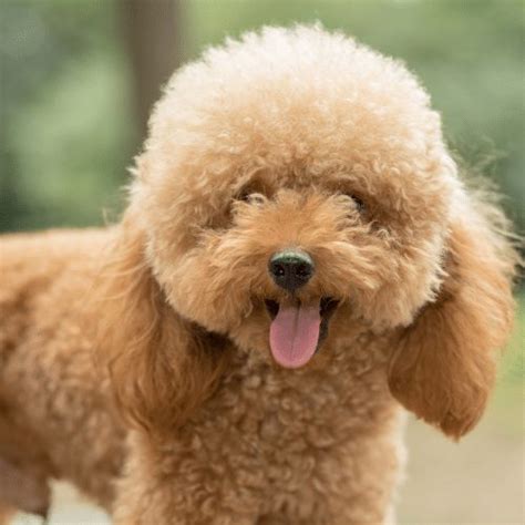 Teddy Bear Cut for Poodles And Doodles - SpiritDog Training