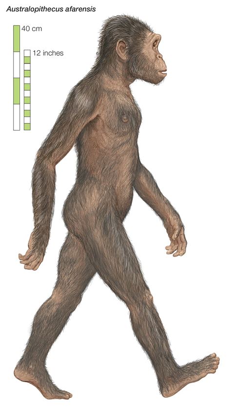 5/ Australopithecus afarensis