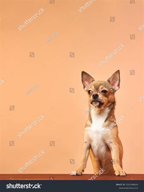 Funny Dog Face Close-up Dog Suspicious Stock Photo 2222384029 ...