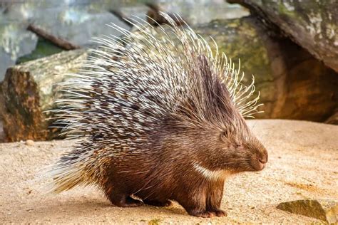 10 Animals Like Porcupines (With Pictures) - Wildlife Informer